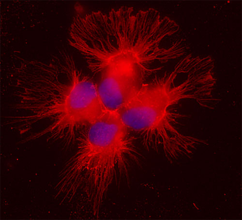 beta-Actin Polyclonal rabbit purified antibody - image 2