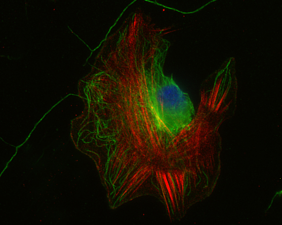 beta-Actin Recombinant rabbit - image 2