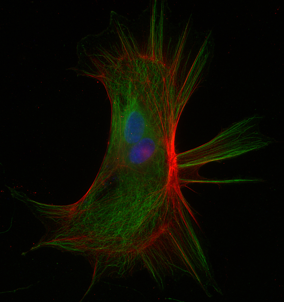 beta-Actin Recombinant rabbit - image 3