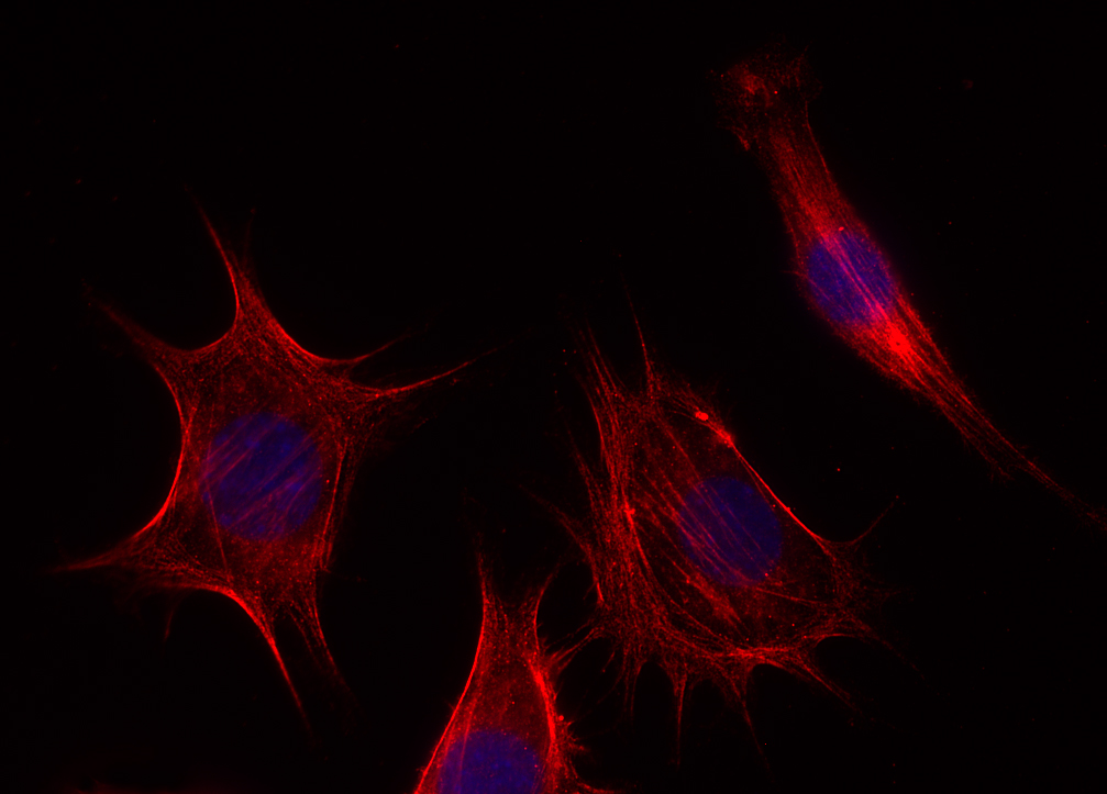 beta-Actin Recombinant rabbit - image 4