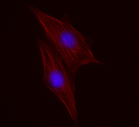 beta-Actin Monoclonal mouse purified IgG - image 2