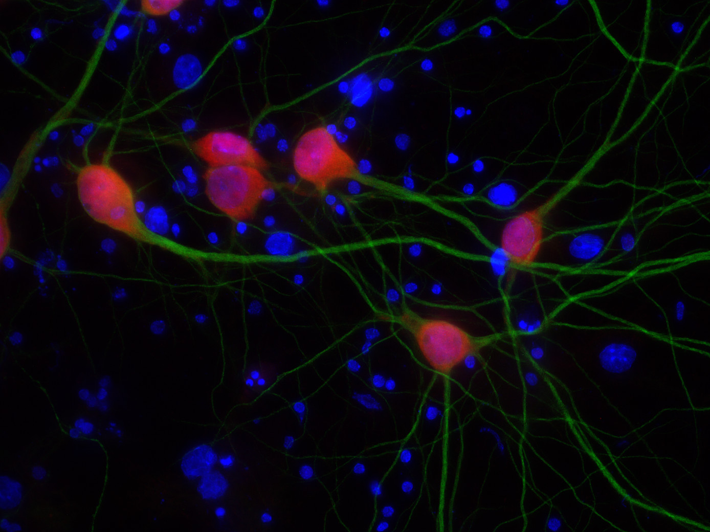 NeuN, Polyclonal Guinea pig antiserum