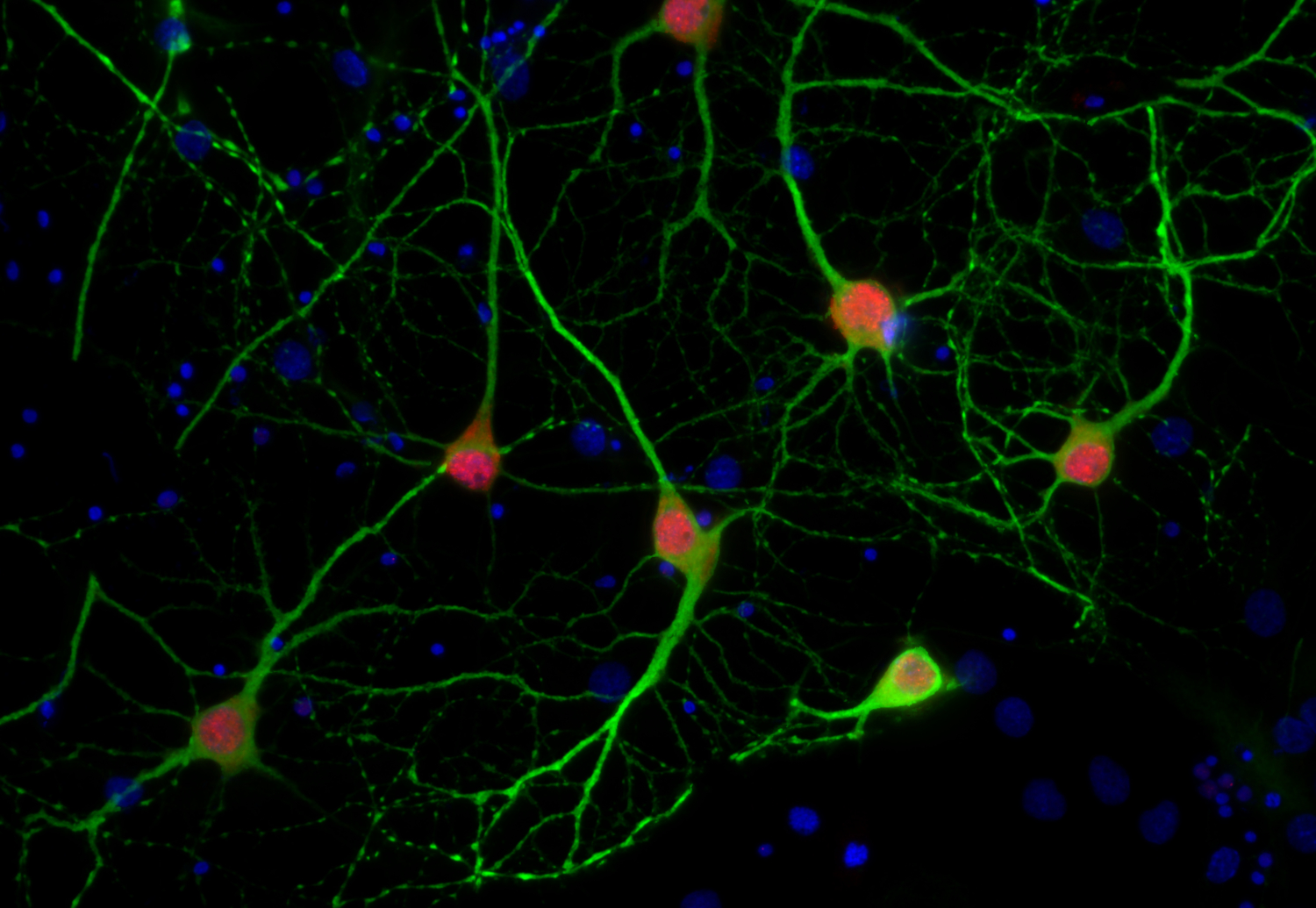 NeuN Recombinant rabbit - image 1