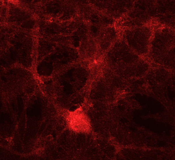 GABA transporter3 Polyclonal Guinea pig antiserum - image 2