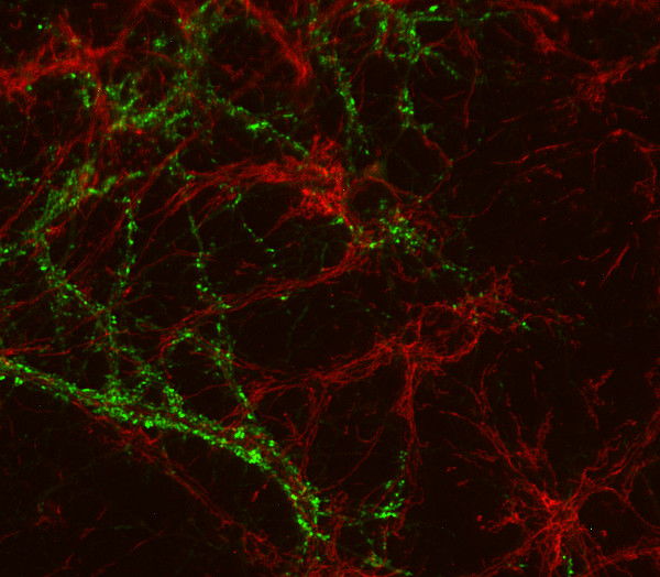 Biotin Polyclonal rabbit antiserum - image 2