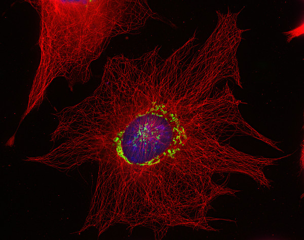 alpha-Tubulin Recombinant rabbit - image 2