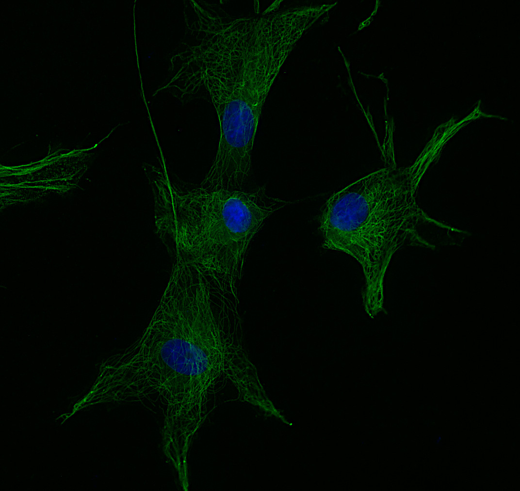 alpha-Tubulin Recombinant rabbit - image 3