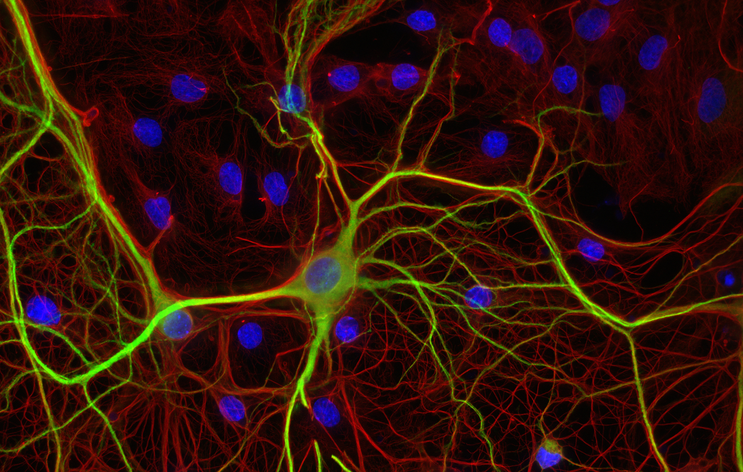 alpha-Tubulin Recombinant chicken - image 2