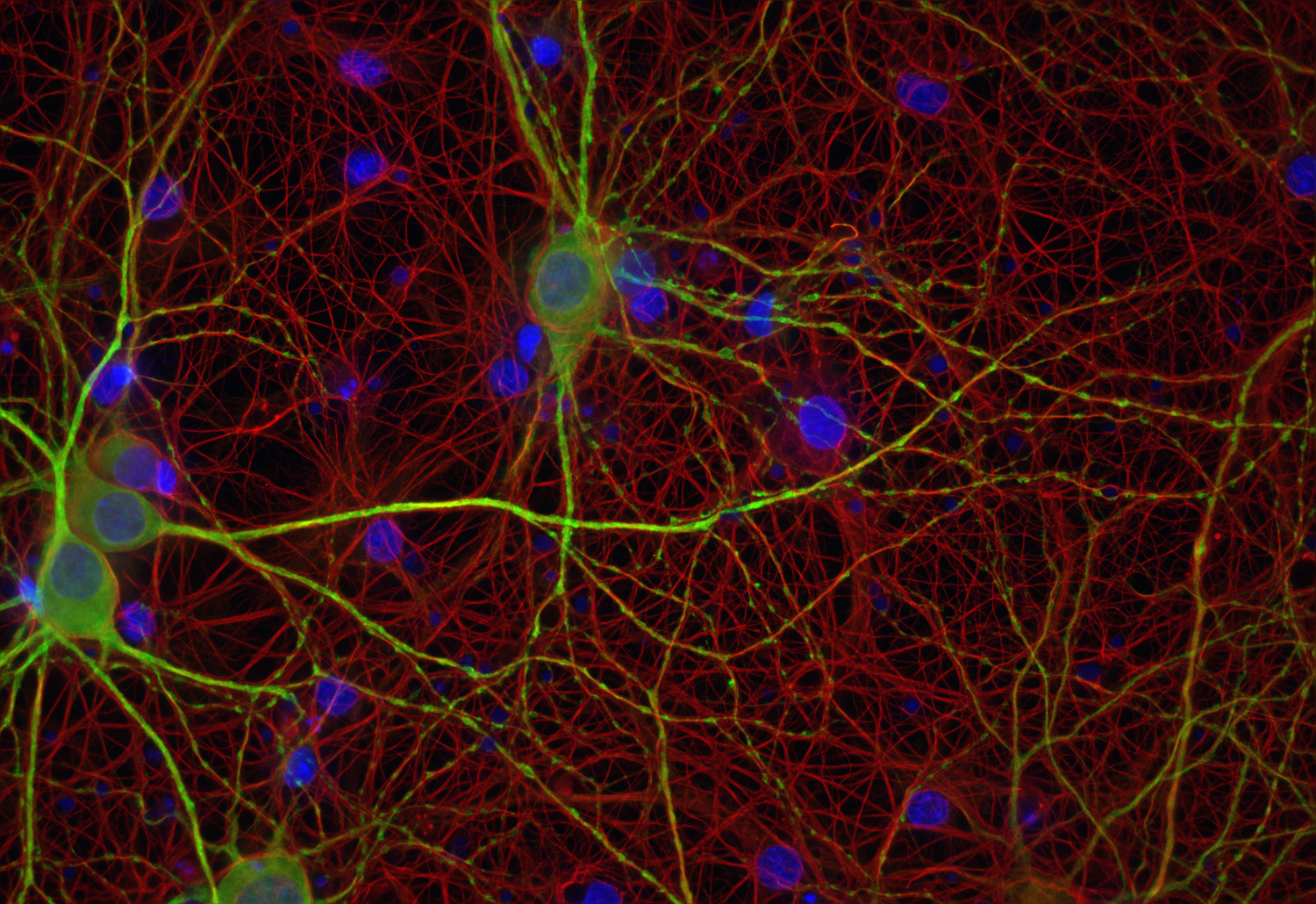 alpha-Tubulin Recombinant chicken - image 3