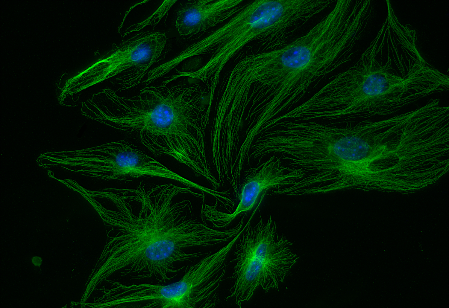 alpha-Tubulin Recombinant chicken - image 4