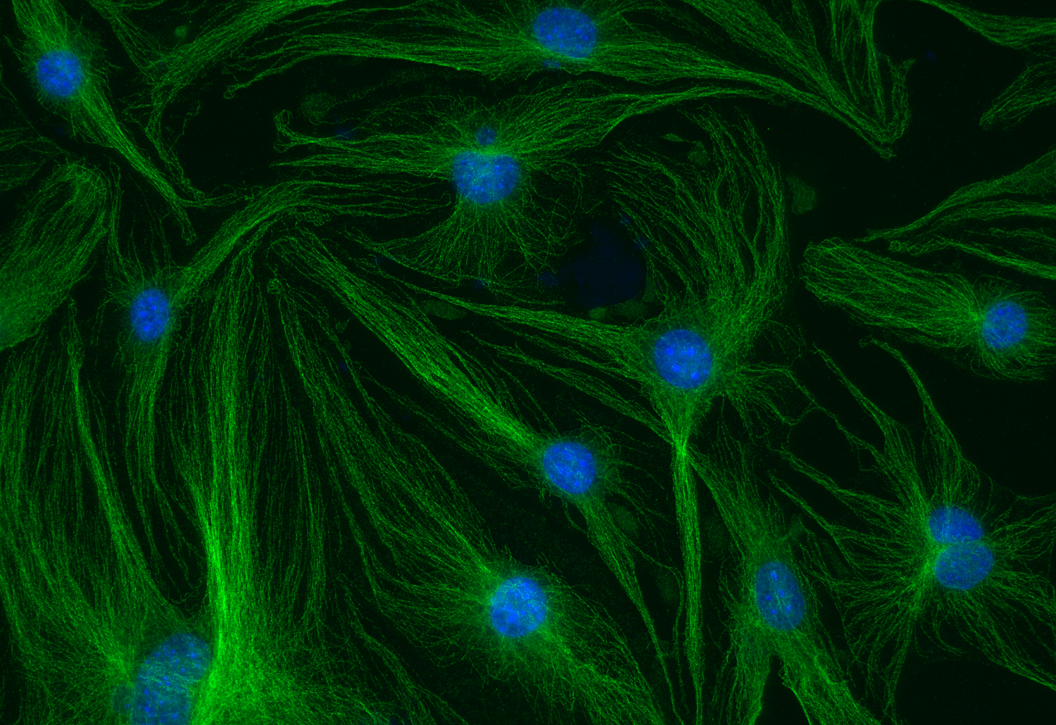 alpha-Tubulin Recombinant chicken - image 5