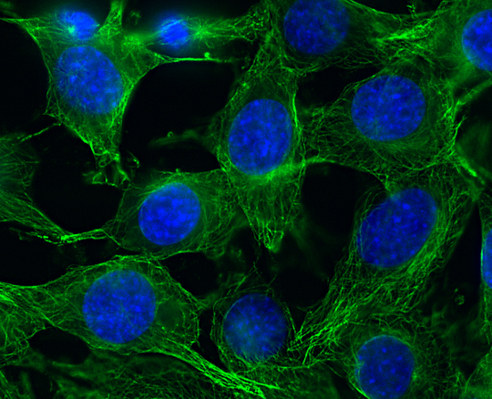 alpha-Tubulin Recombinant mouse - image 2