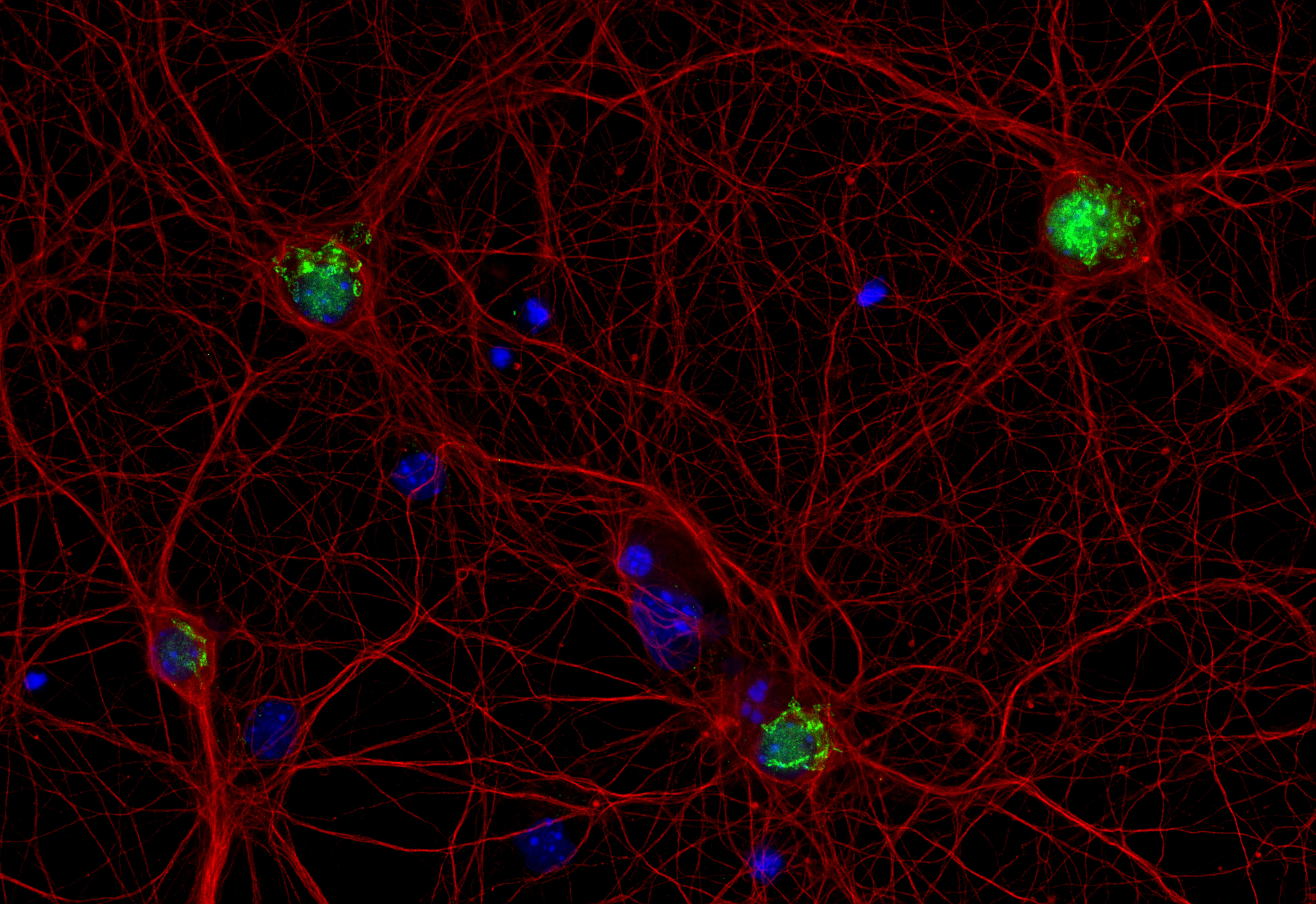 alpha-Tubulin Recombinant rabbit - image 2