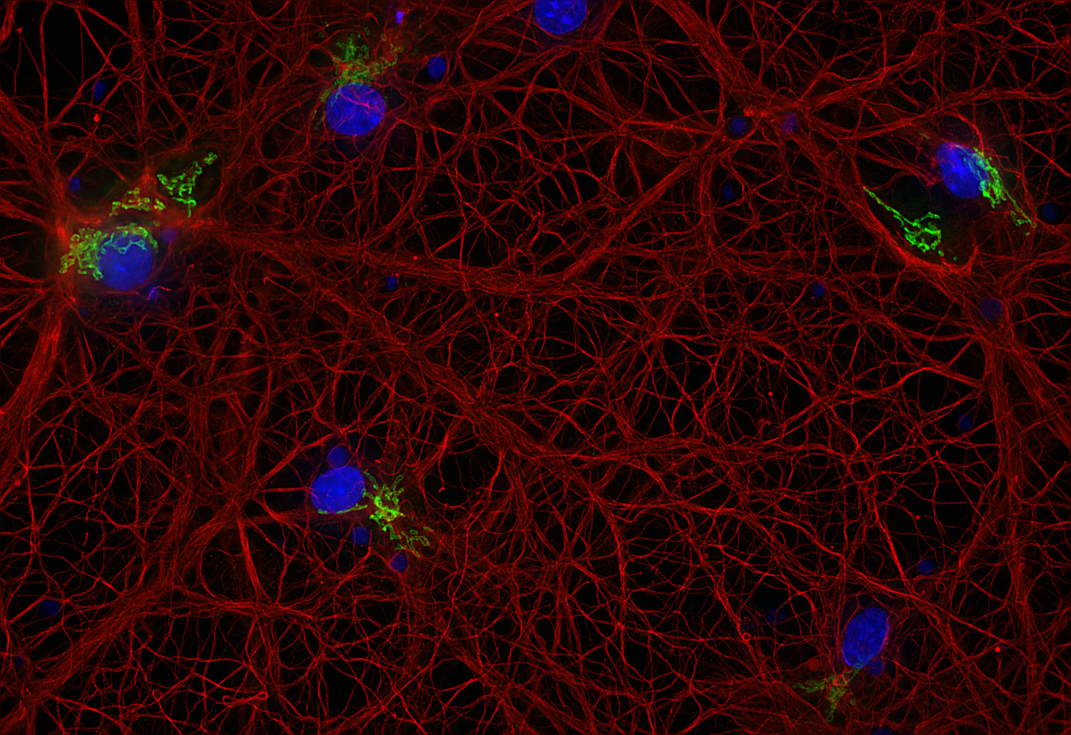 alpha-Tubulin Recombinant rabbit - image 3