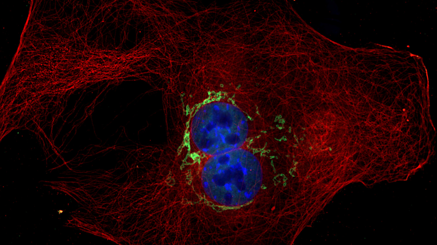 alpha-Tubulin Recombinant rabbit - image 4