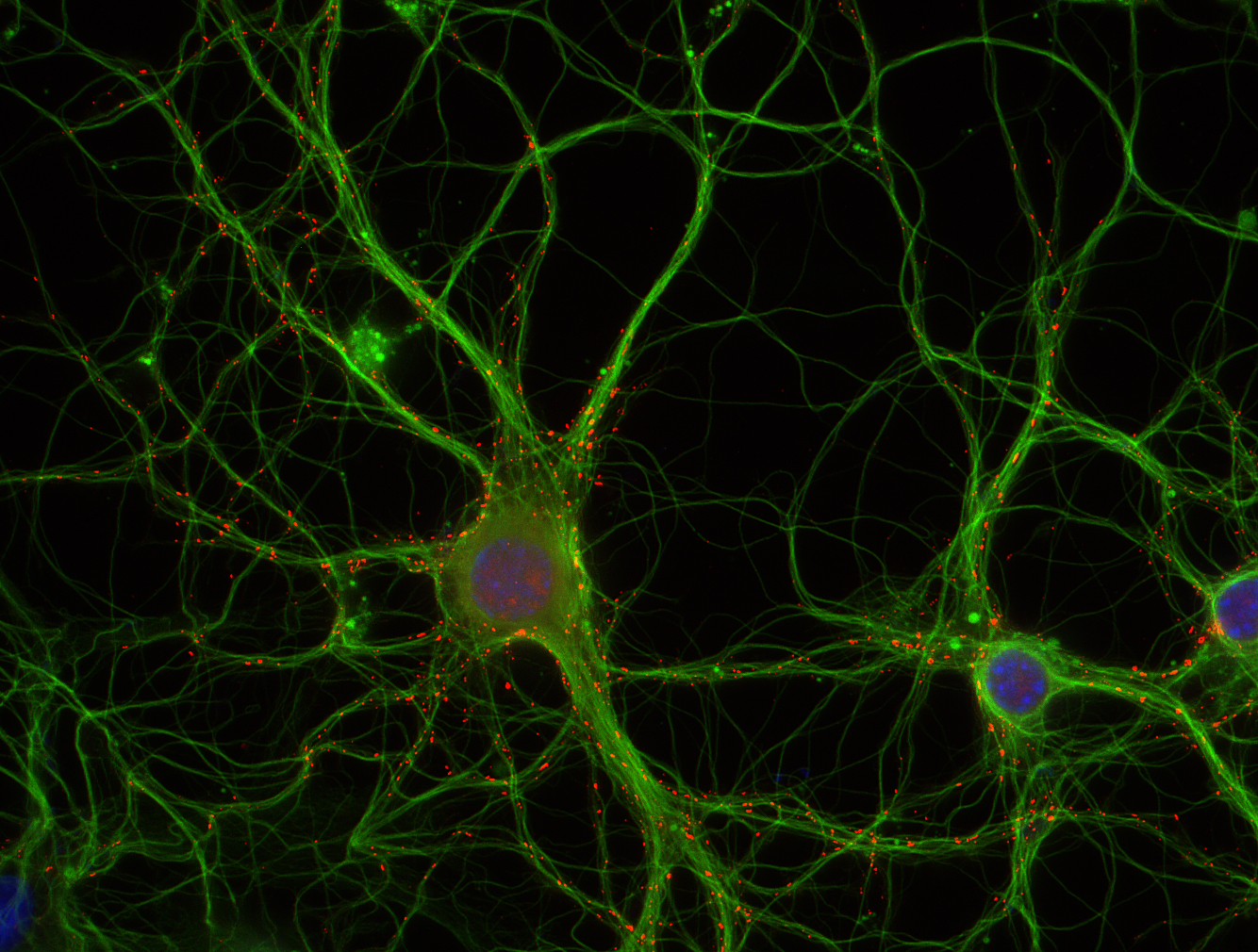 alpha-Tubulin Recombinant Guinea pig - image 2