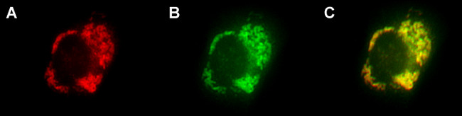 c-Myc Recombinant rabbit - image 2