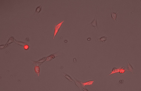 c-Myc Monoclonal mouse purified IgG - image 2
