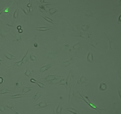 c-Myc Monoclonal mouse purified IgG - image 1