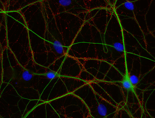 GAP43, Polyclonal rabbit purified antibody