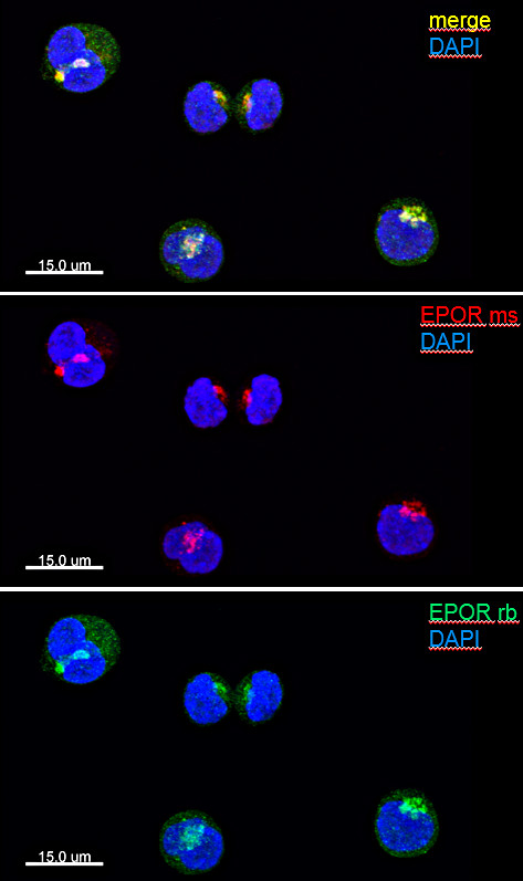 EPOR, Polyclonal rabbit purified antibody