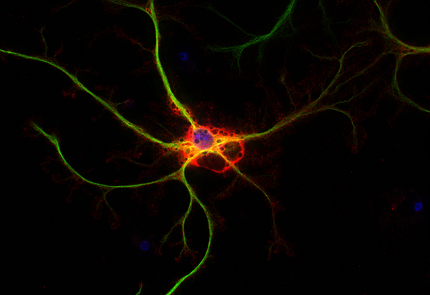 Glutamine synthetase Recombinant rabbit - image 2