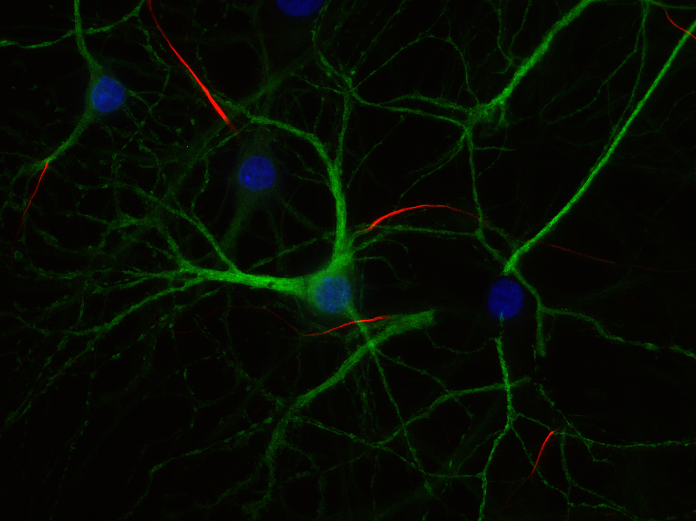 TRIM46 Recombinant rabbit - image 1