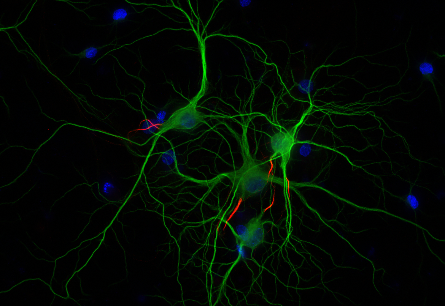 TRIM46 Recombinant chicken - image 1