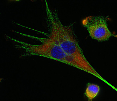 HSP90 beta Polyclonal rabbit purified antibody - image 2