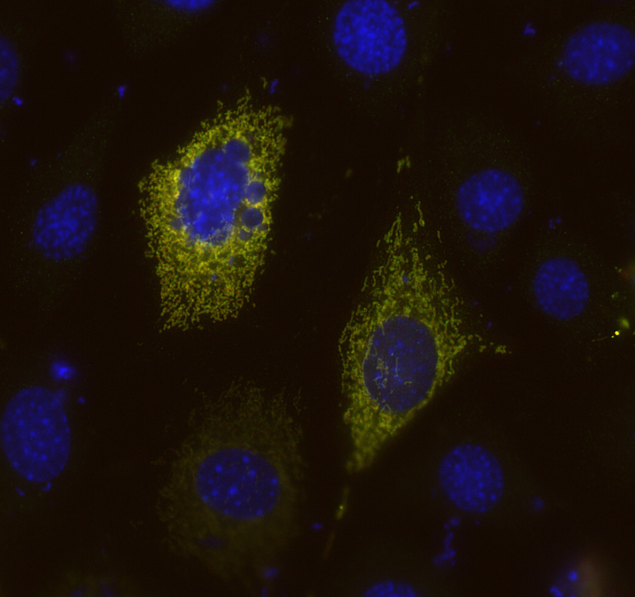RFP, Polyclonal Guinea pig antiserum