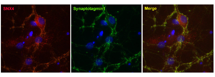 Sorting Nexin4 Polyclonal rabbit purified antibody - image 2