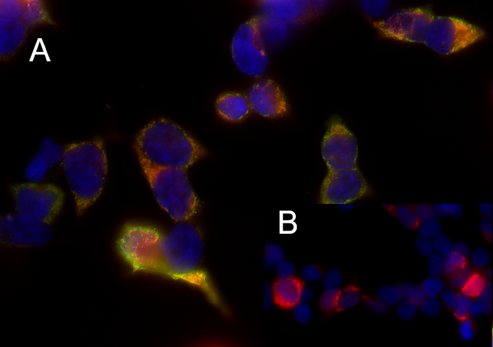 RFP, Recombinant rabbit