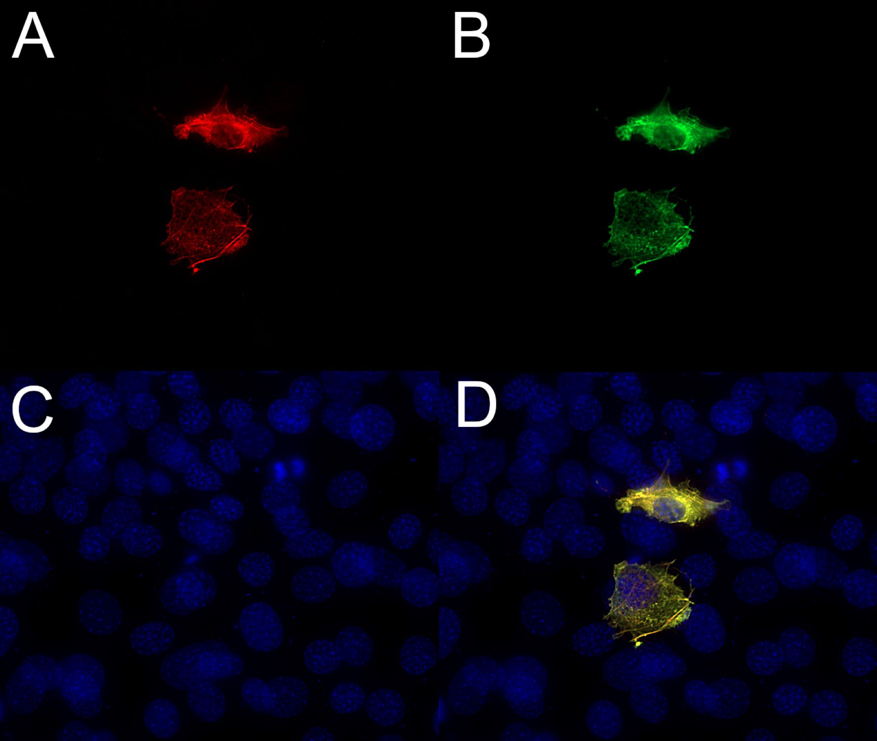 RFP Recombinant chicken - image 1
