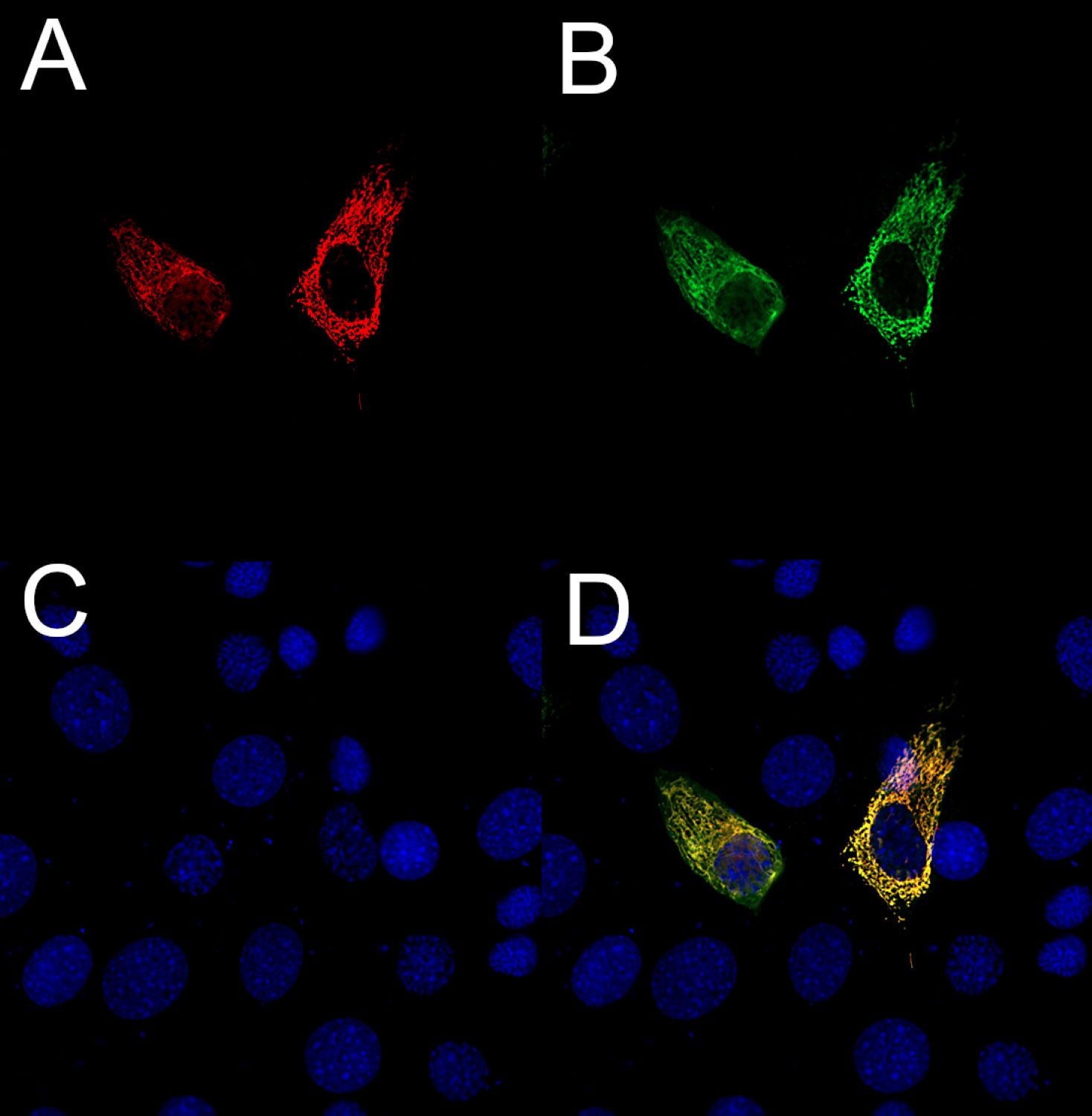 RFP Recombinant chicken - image 2