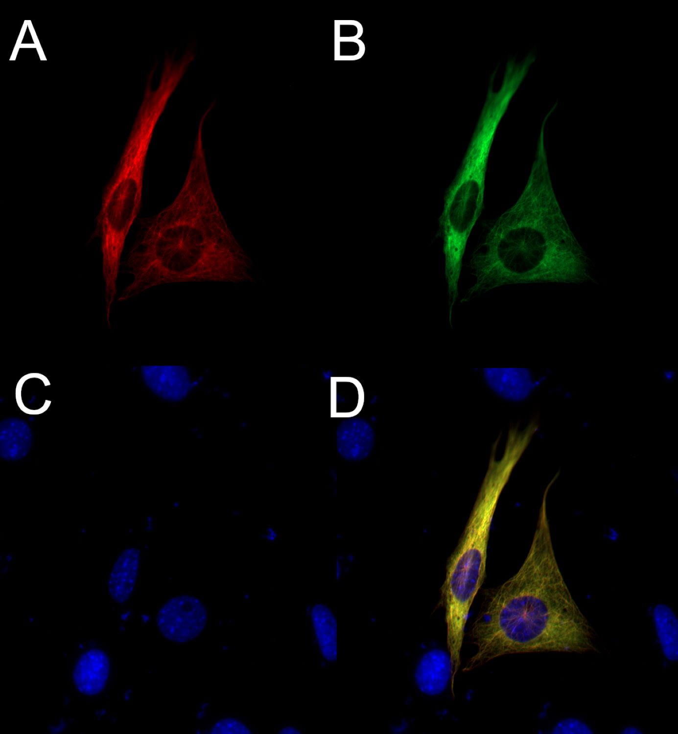 RFP Recombinant chicken - image 3