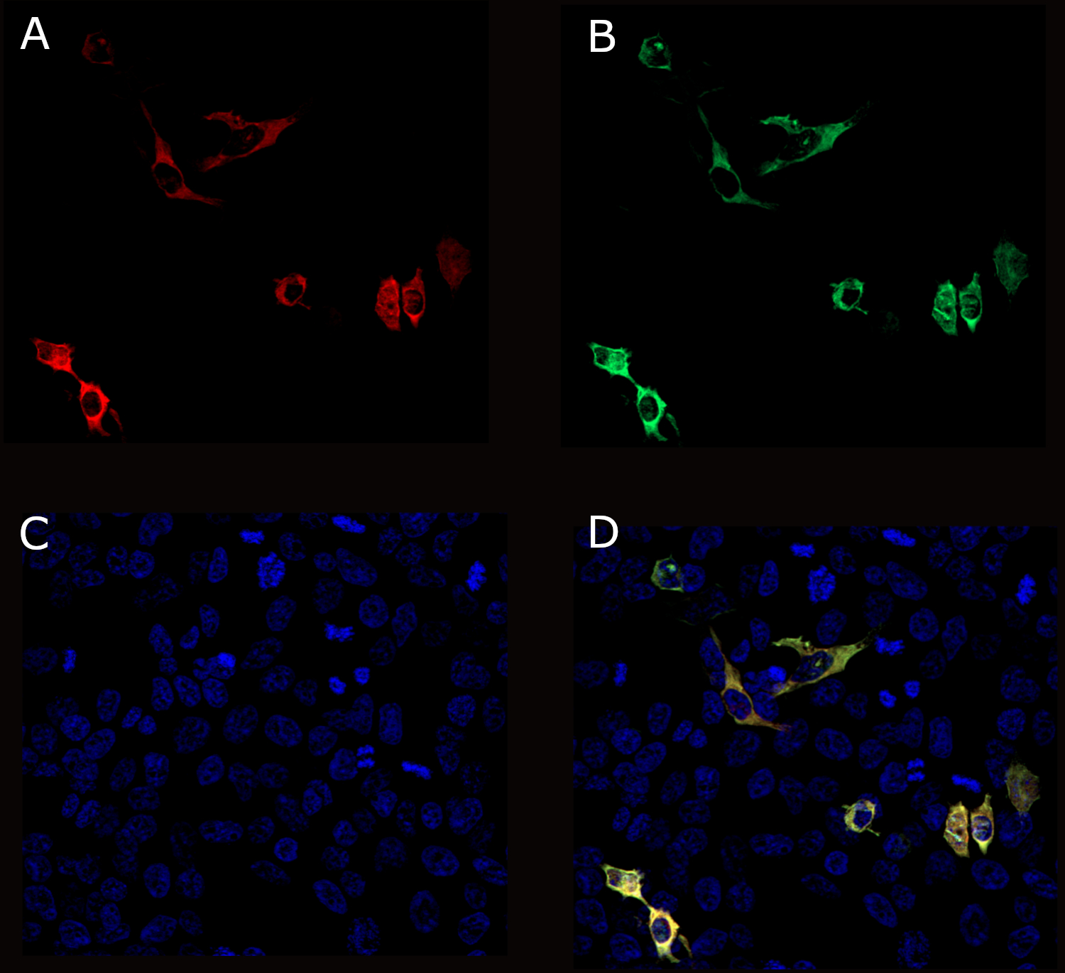 RFP, Recombinant Guinea pig
