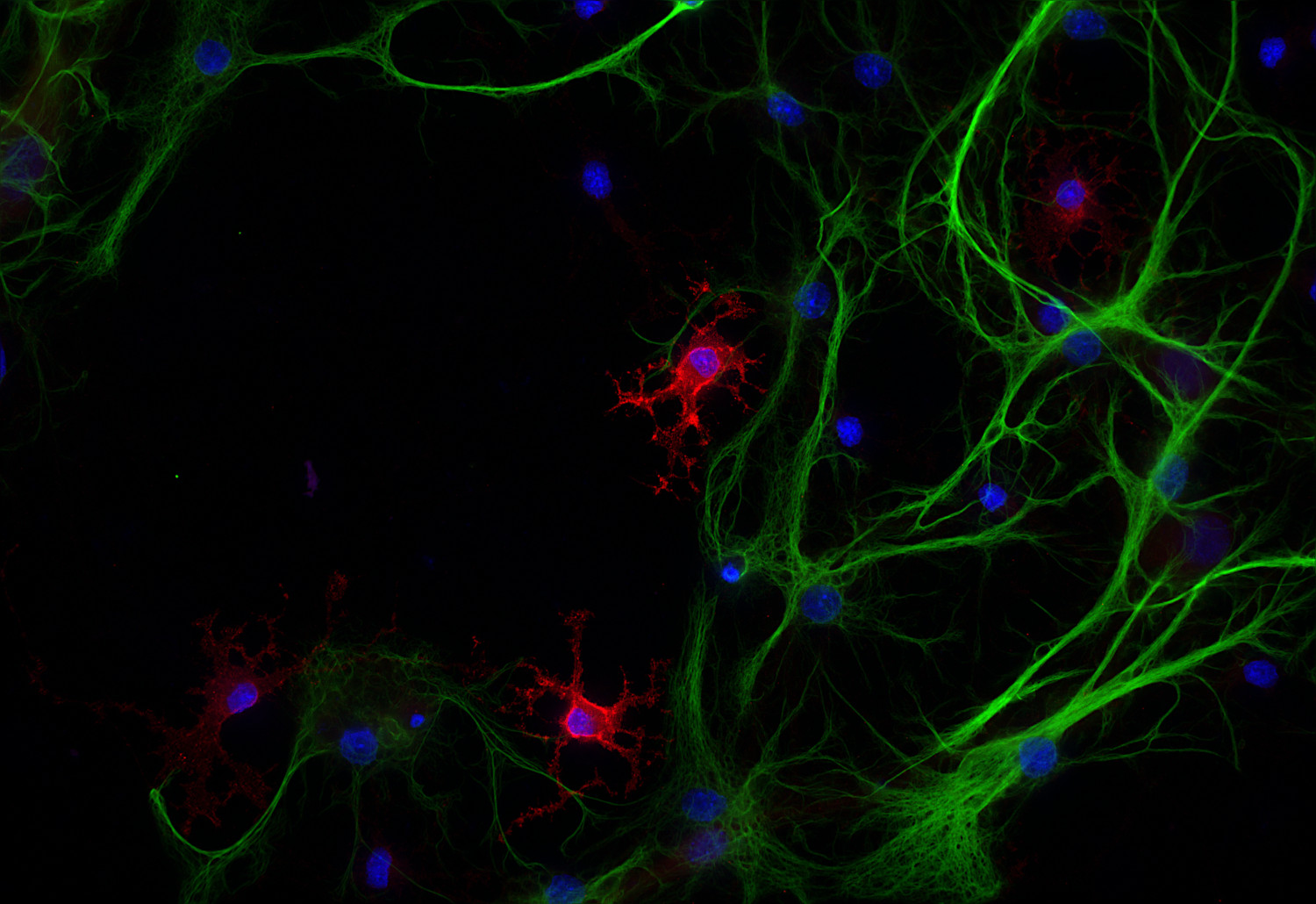 BCAS1 Recombinant rabbit - image 1