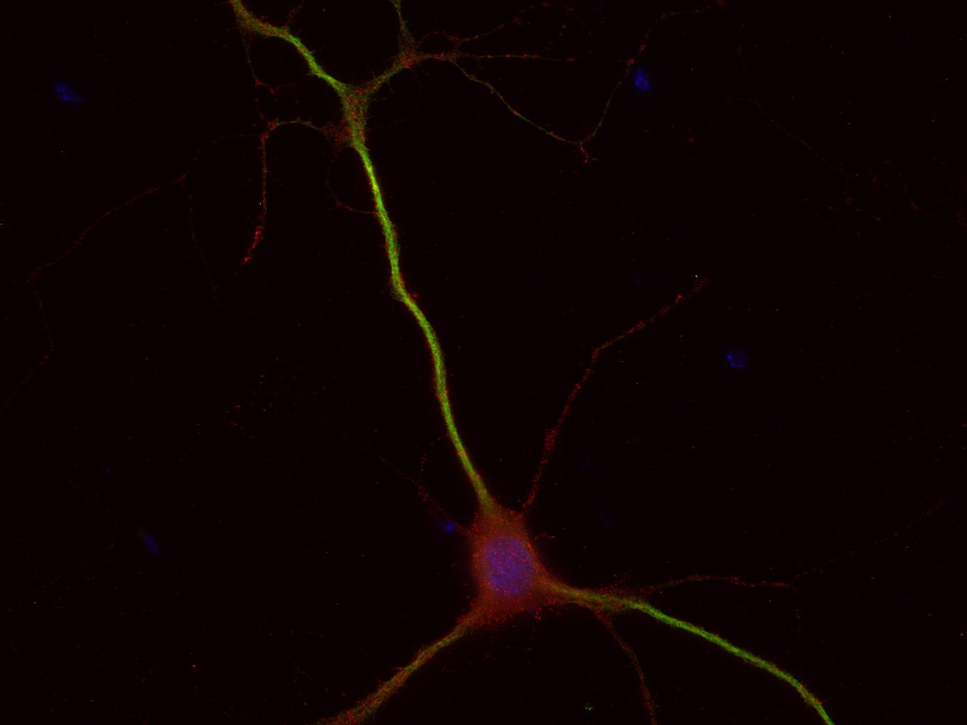 Galanin, Polyclonal Guinea pig antiserum
