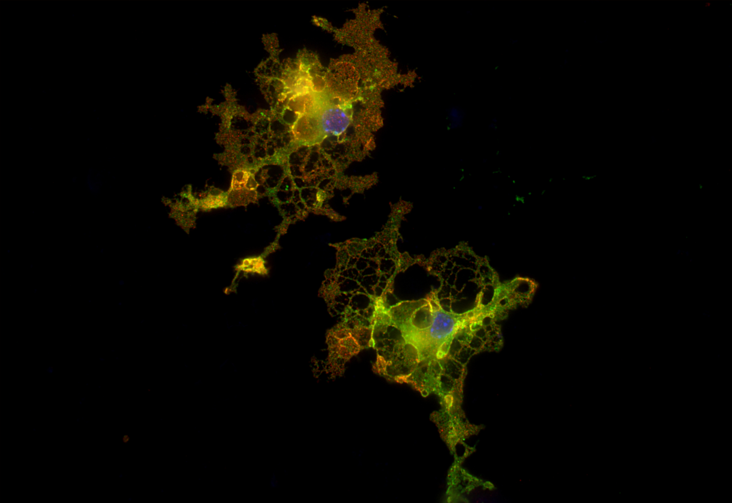 Opalin Recombinant rabbit - image 2