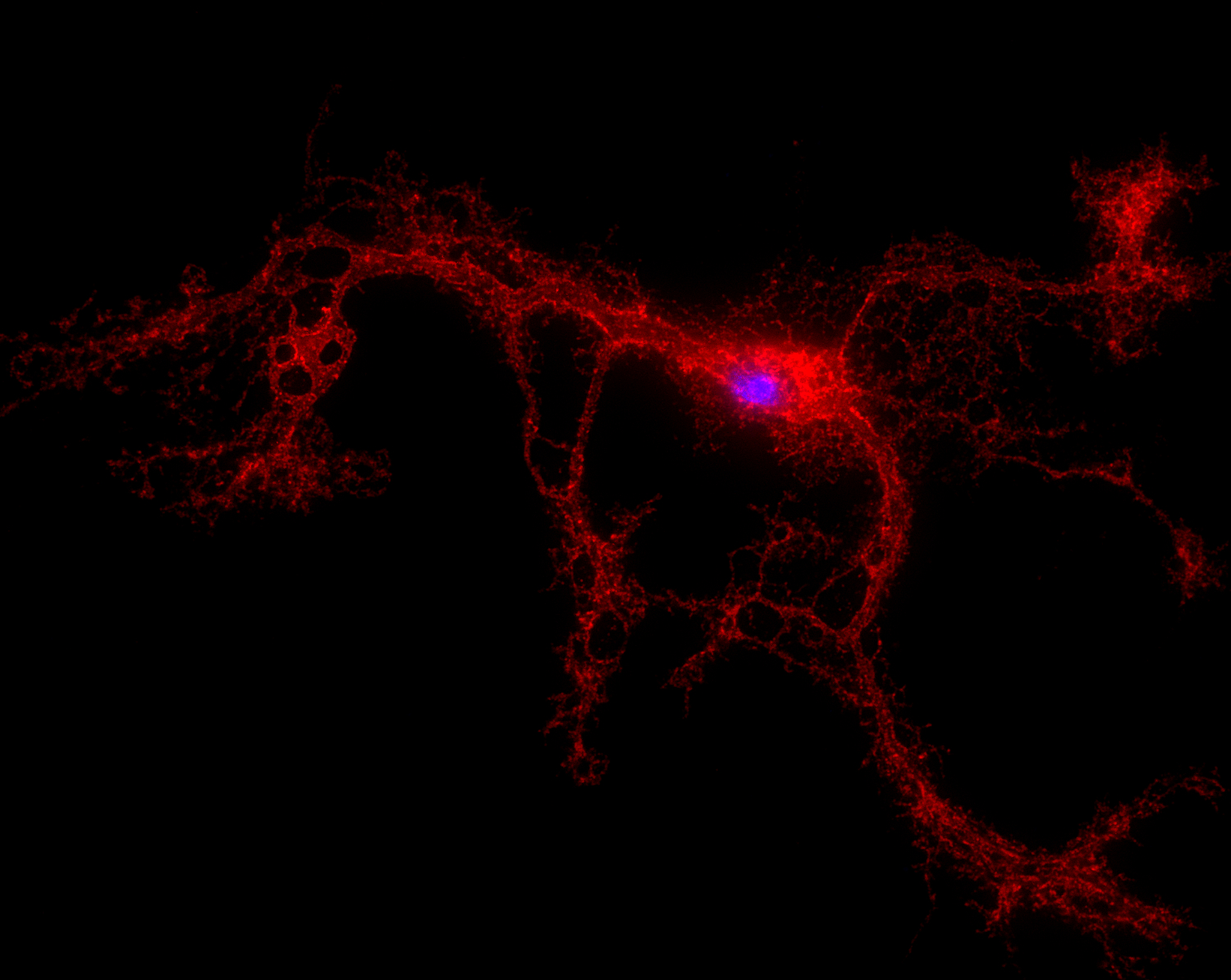Opalin Recombinant rabbit - image 4