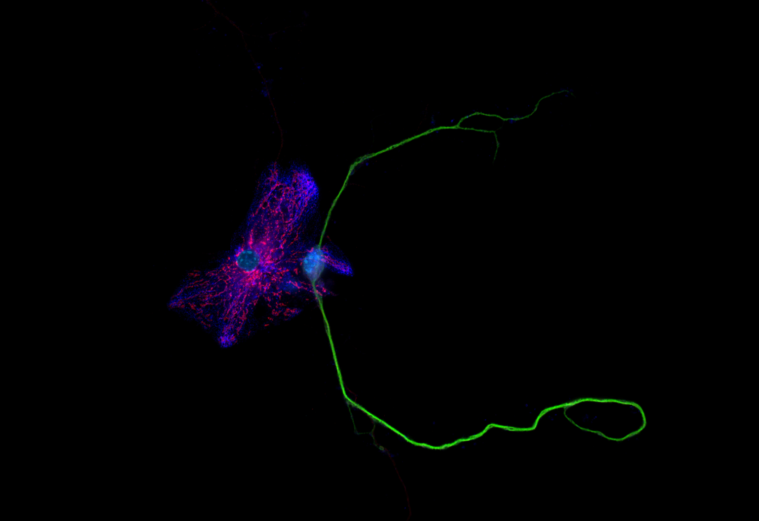 GC2, Polyclonal Guinea pig antiserum