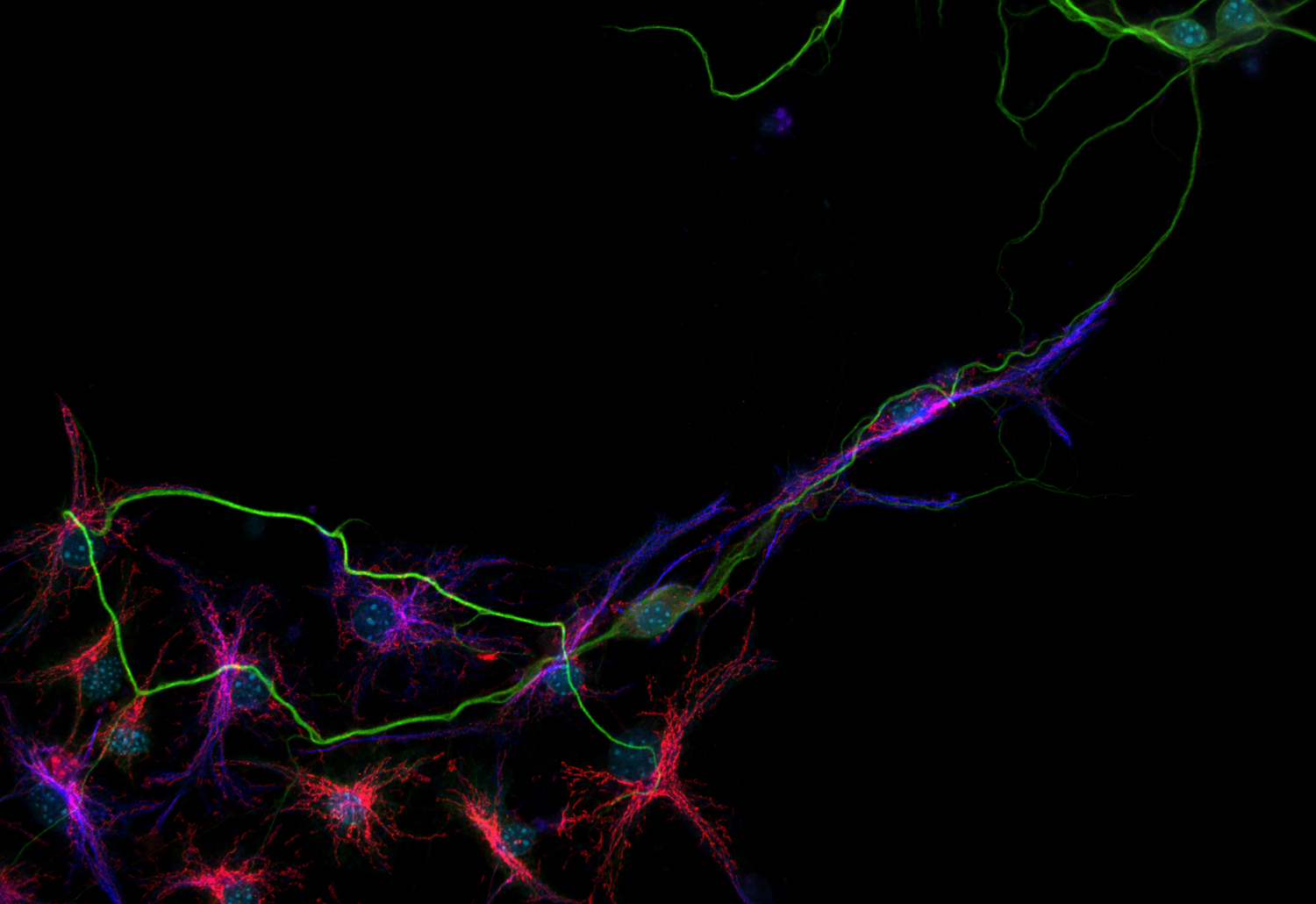 GC2, Polyclonal Guinea pig antiserum