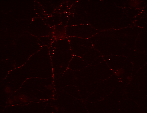 anti-mouse IgG Fab Polyclonal goat - image 1