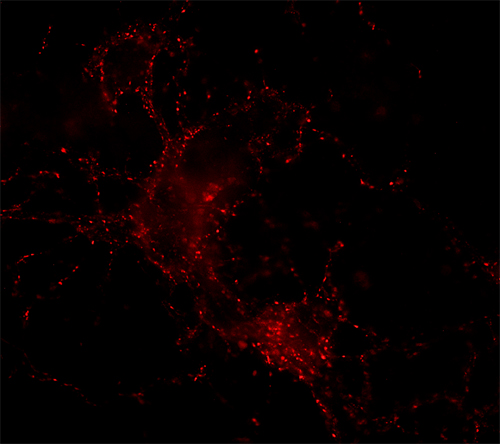 anti-rabbit IgG Fab Polyclonal goat - image 1