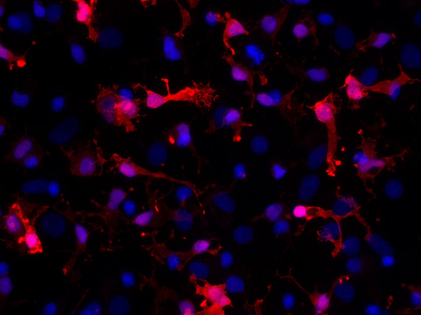 IBA1 Recombinant Guinea pig - image 2