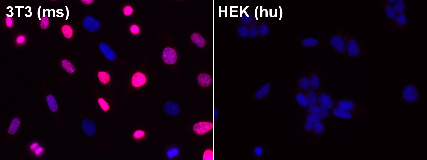 Ki67 Recombinant rabbit - image 1