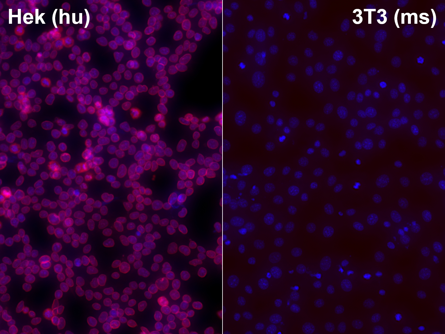 Lamin B1 Recombinant rabbit - image 2