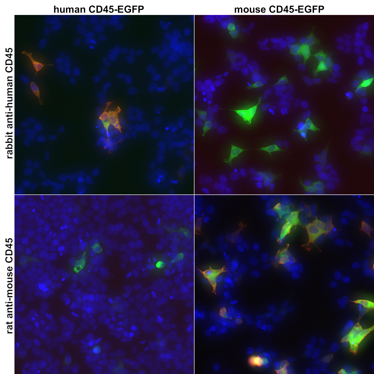 CD45, Polyclonal rabbit purified antibody
