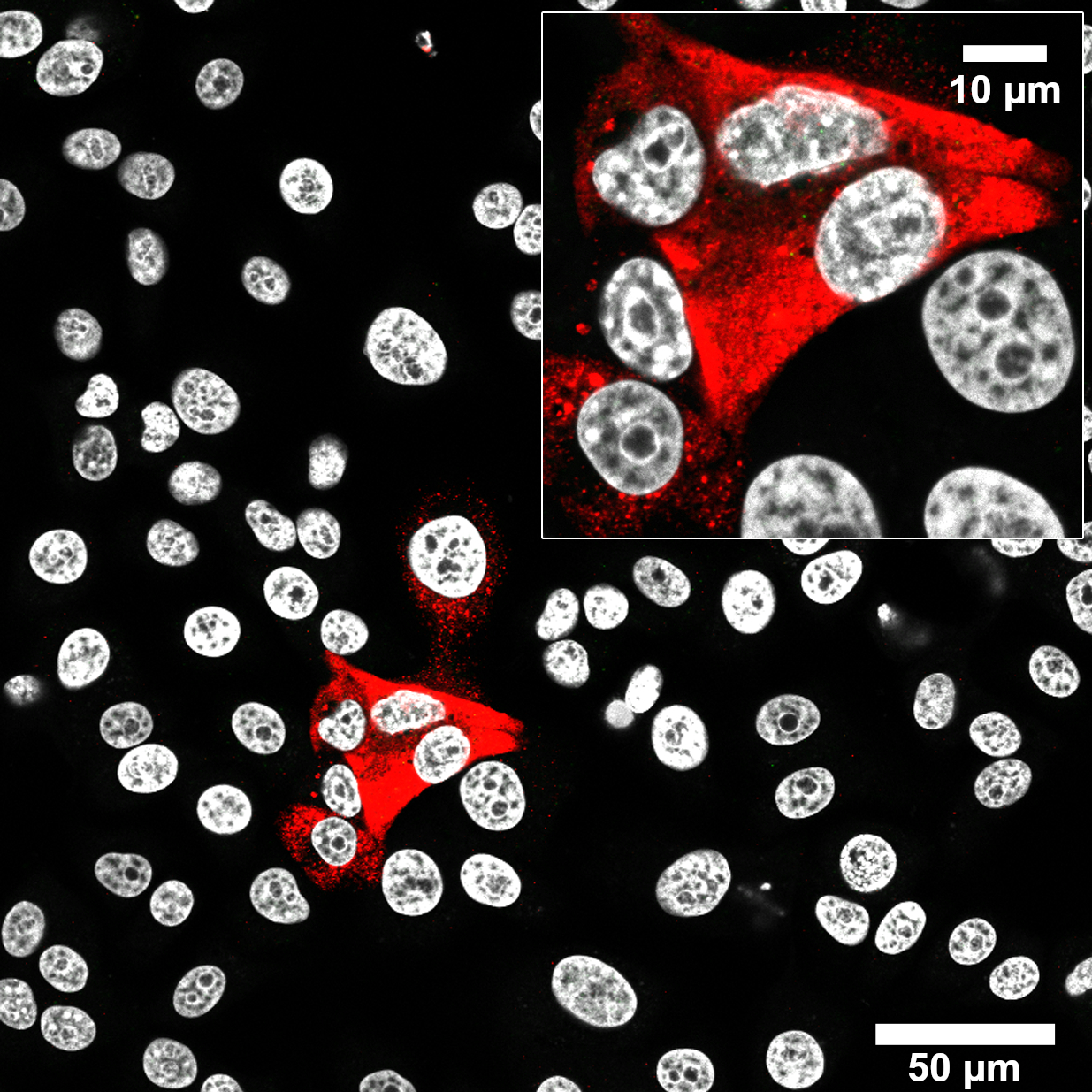 Nucleocapsid CoV-2 Monoclonal mouse purified IgG - image 3