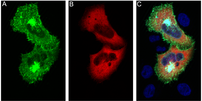 tagFP sdAb Single Domain camelid - image 1